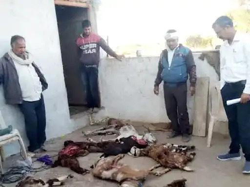 Seoni News: गांव माहुलपानी में जंगली जानवर का आतंक, 7 बकरियों को बनाया निशाना