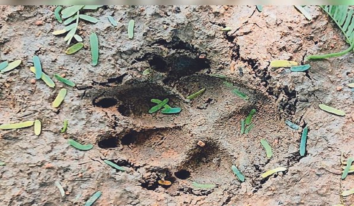 Seoni News: गांव माहुलपानी में जंगली जानवर का आतंक, 7 बकरियों को बनाया निशाना