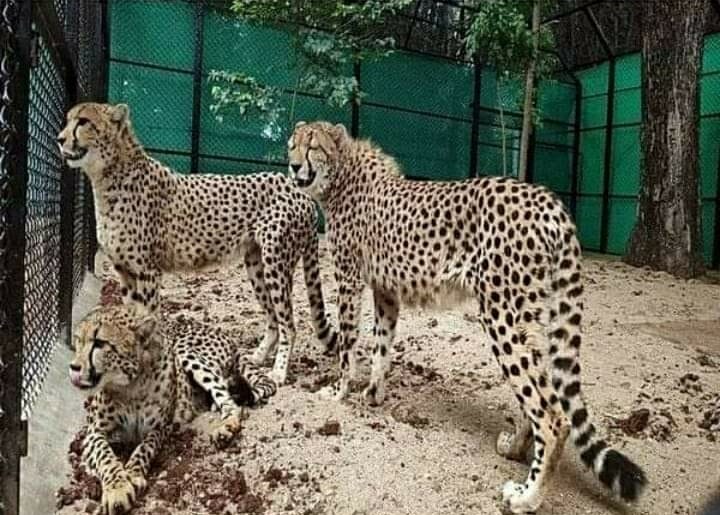 Cheetah In MP : मादा चीता सासा के लिए पूजा, भजन और आराधना, जल्द स्वस्थ होने की ईश्वर से कामना