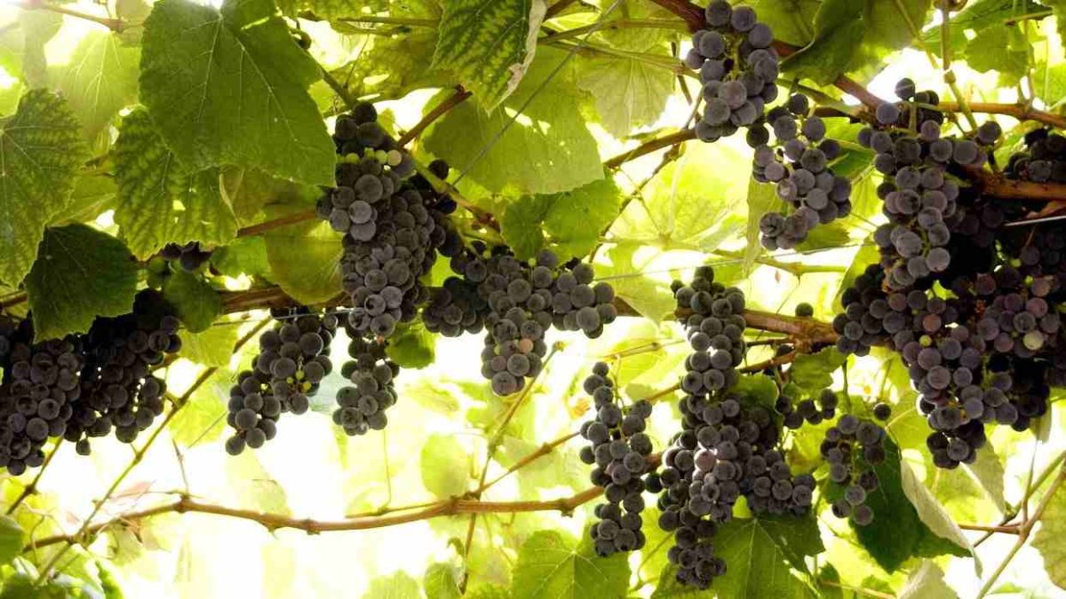 Grape Leaves Benefits: अंगूर के पत्तों में छुपा है सेहत का राज, मिलते है कई सारे लाभ