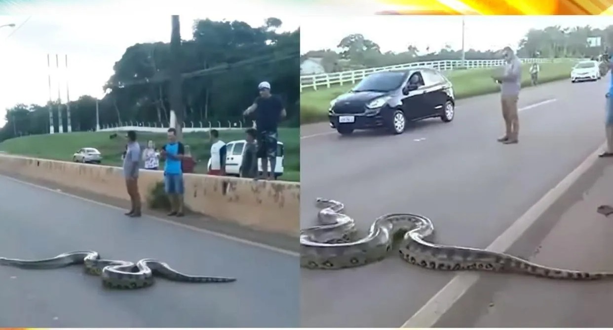 Anaconda Viral Video: सड़क पर सैर करता दिखा एनाकोंडा, कुछ समय के लिए थमी लोगों की रफ्तार