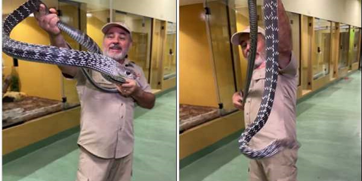 Snake Viral Video: 9 फीट लंबा खतरनाक सांप से बातचीत करता नजर आया ये शख्स, देखें वीडियो
