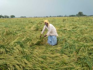 Bhind News : आसमान से बरसीं अन्नदाता पर आफत, तेज बारिश के साथ गिरे ओले, किसानों की फसलें हुई तबाह