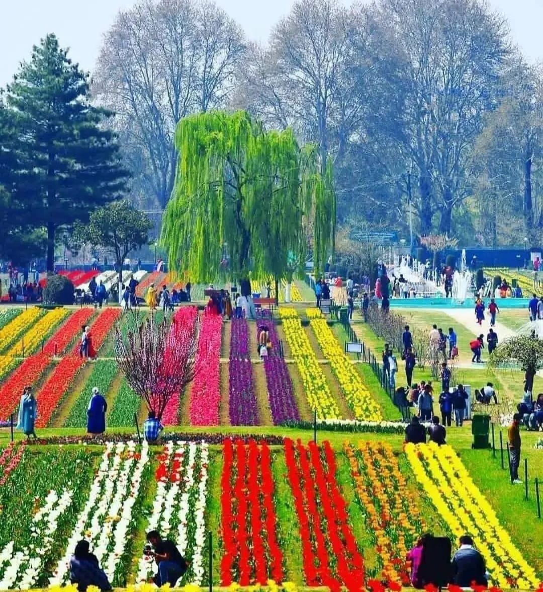 Asia Largest Tulip garden