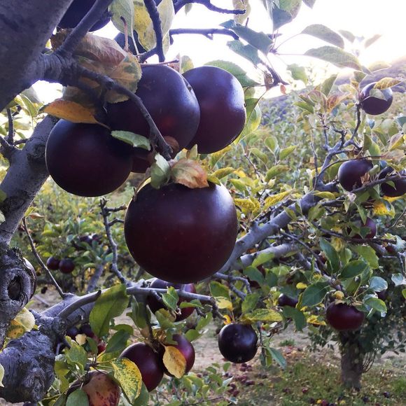 Health Benefit Tips : फलों की दुनिया का है ब्लैक डायमंड, जानिए इस काले फल के फायदे