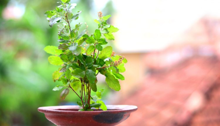 tulsi side effect, astro tips
