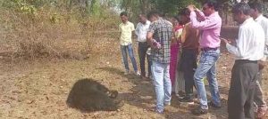 Balaghat News : बिजली करेंट से भालू और दो चीतल की मौत, जांच में जुटा वन अमला