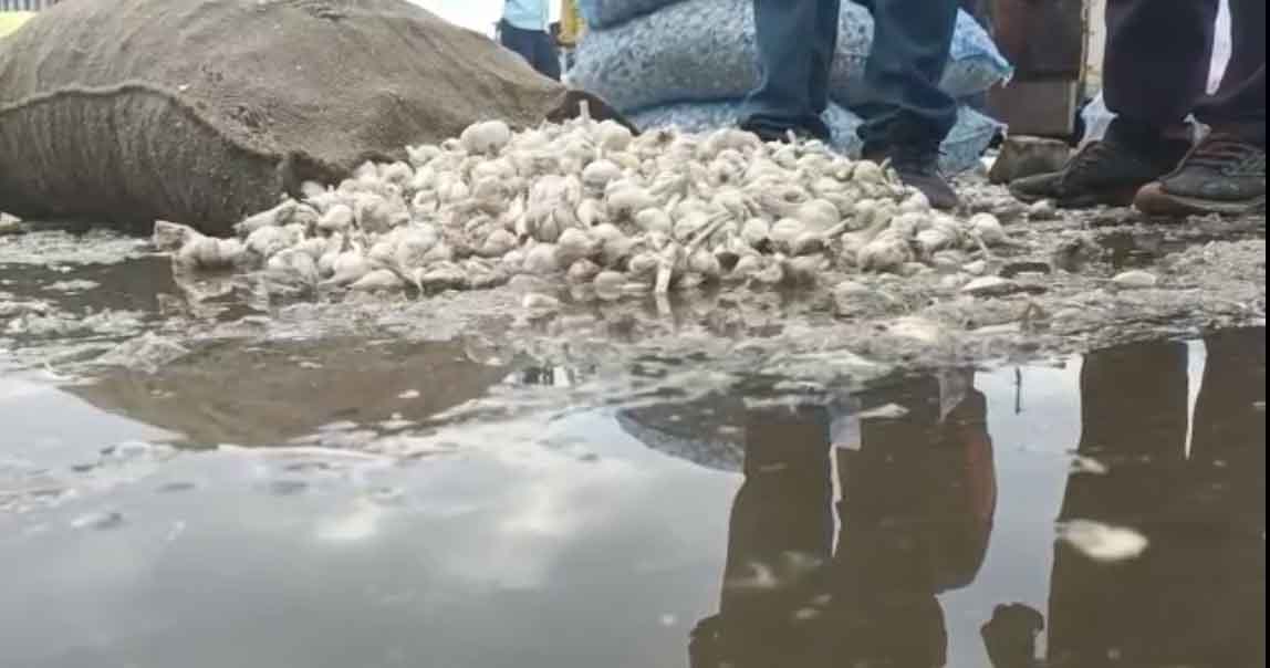 Neemuch News : बेमौसम बारिश से भीगा लहसुन, किसानों ने मंडी प्रशासन पर लगाए लापरवाही के आरोप