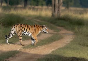 Balaghat News : टाइगर जिंदा है, देश में प्रोजेक्ट टाइगर के पूरे हुए 50 साल