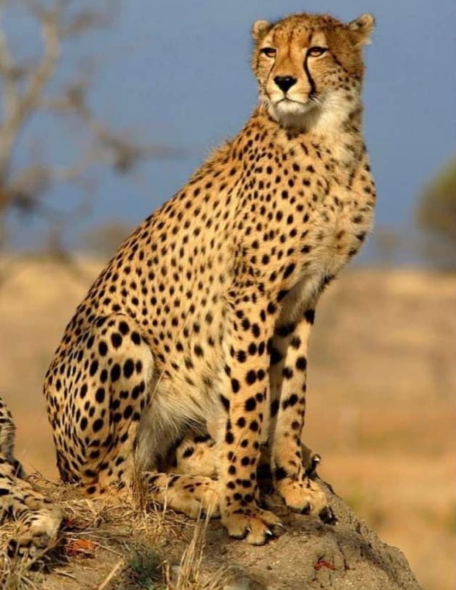Kuno Cheetah
