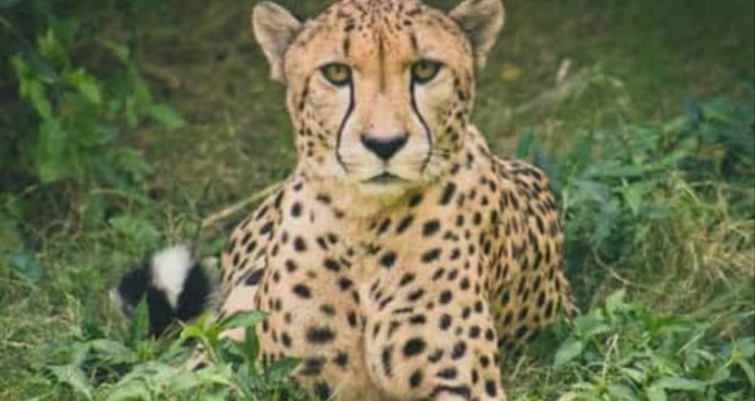 Kuno Cheetahs