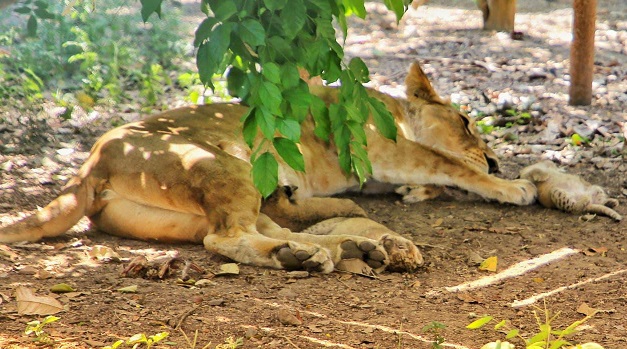 Indore Zoo