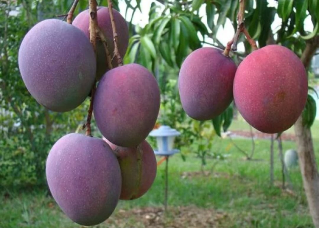 Most Expensive Mango