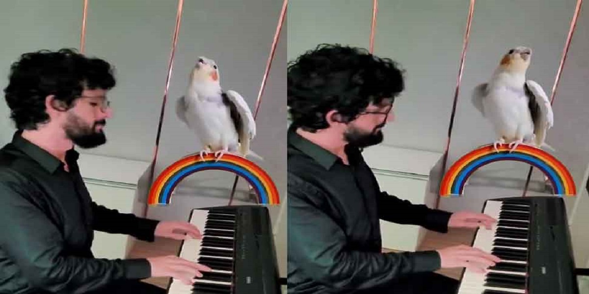 Singing Parrot: पियानो की धुन पर गुनगुनाता दिखा तोता, क्या देखा है कभी ऐसा अजूबा