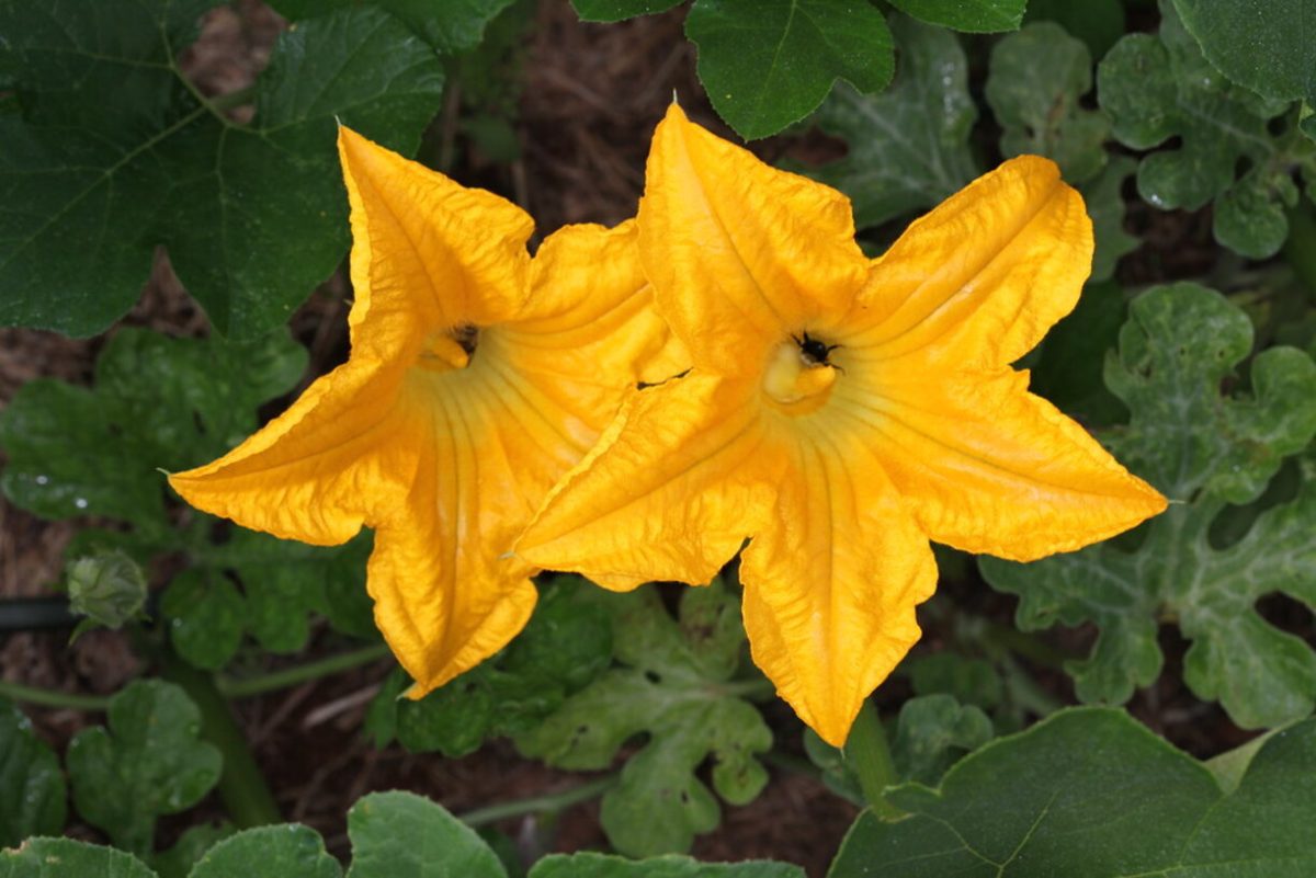 Pumpkin Flower: चमत्कारी गुणों से भरपूर होता है कद्दू का फूल, डाइट में करें शामिल, दूर होंगी ये 4 समस्याएं