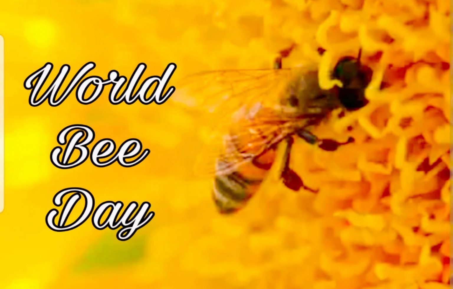 World Bee Day 2023 : मधुमक्खियां खत्म हो गई तो मिट जाएगा इंसान का अस्तित्व