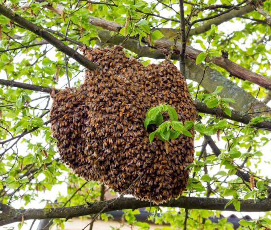 नर्मदा नदी के घाट पर अस्थि विसर्जन के दौरान मधुमक्खियों ने किया हमला, कई घायल, कुछ गंभीर