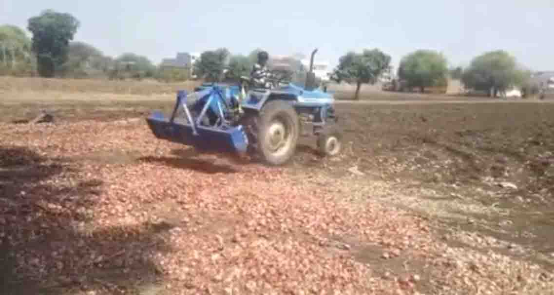 Dhar News : किसान ने प्याज की फसल पर चलाया ट्रैक्टर, जानें क्या है वजह