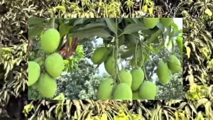 Abdullah Great Mango