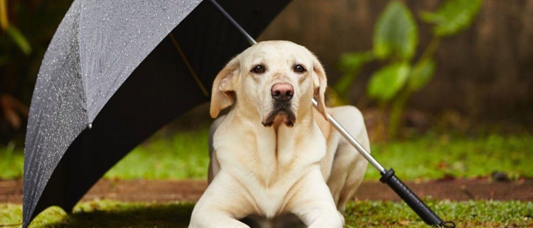 Monsoon Pet Care: बरसात में पालतू जानवरों का रखें ख्याल, बस फॉलो करें ये आसान टिप्स
