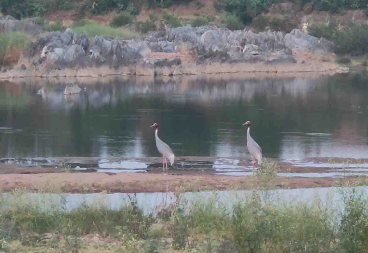 Balaghat News : सारस पक्षी की गणना में महाराष्ट्र से आगे निकला मध्यप्रदेश, पढ़े पूरी खबर