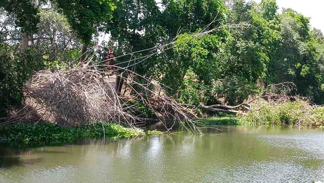 Sehore News : सीवन नदी पर करोड़ों रुपए खर्च, बिल्डर ने नदी में फेंकी मिट्टी, काटे हरे-भरे बांस