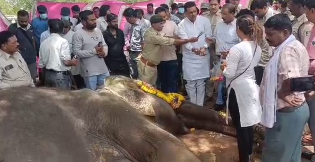 Jabalpur News: 51 साल की मादा हाथी चंचला ने तोड़ा दम, वेटनरी अस्पताल में चल रहा था इलाज