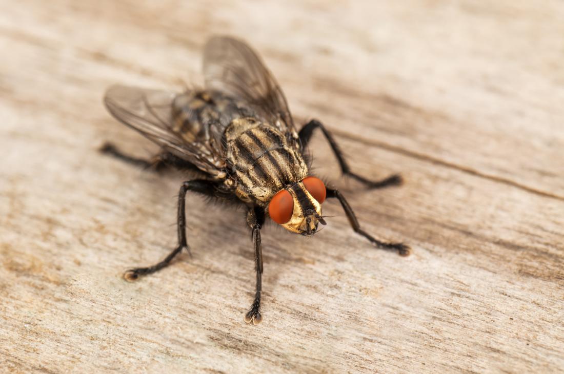 Remedies for Housefly: मानसून आते ही मक्खियों ने बनाया घर में डेरा, इन 4 आसान तरीकों से पाएं निजात