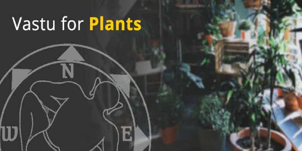 Vastu Tips For Plants: घर में भूलकर भी न लगाएं ये 5 पौधे, वरना नहीं मिलेगी तरक्की