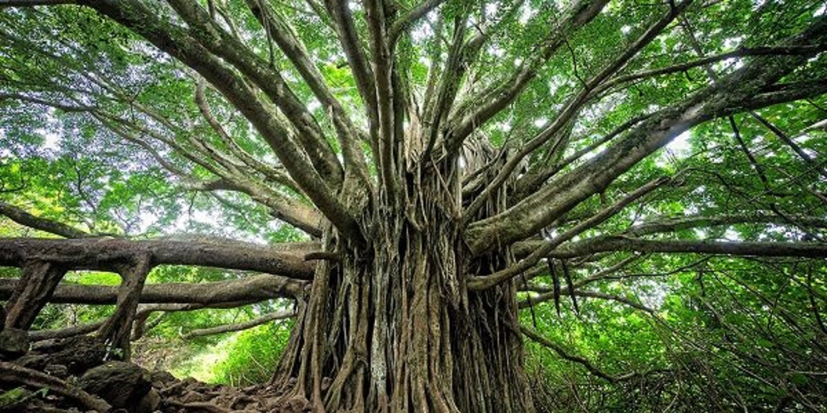 भारत का अनोखा VVIP पेड़, इसकी देखभाल और सुरक्षा में खर्च होते हैं लाखों रुपए