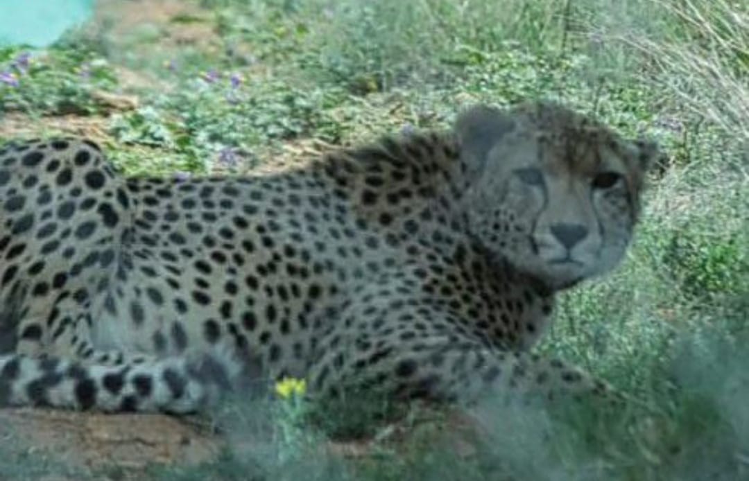 कूनो नेशनल पार्क में अब Cheetah सूरज की मौत, 8 चीतों की मौत के बाद हडकंप, जिम्मेदार मौन