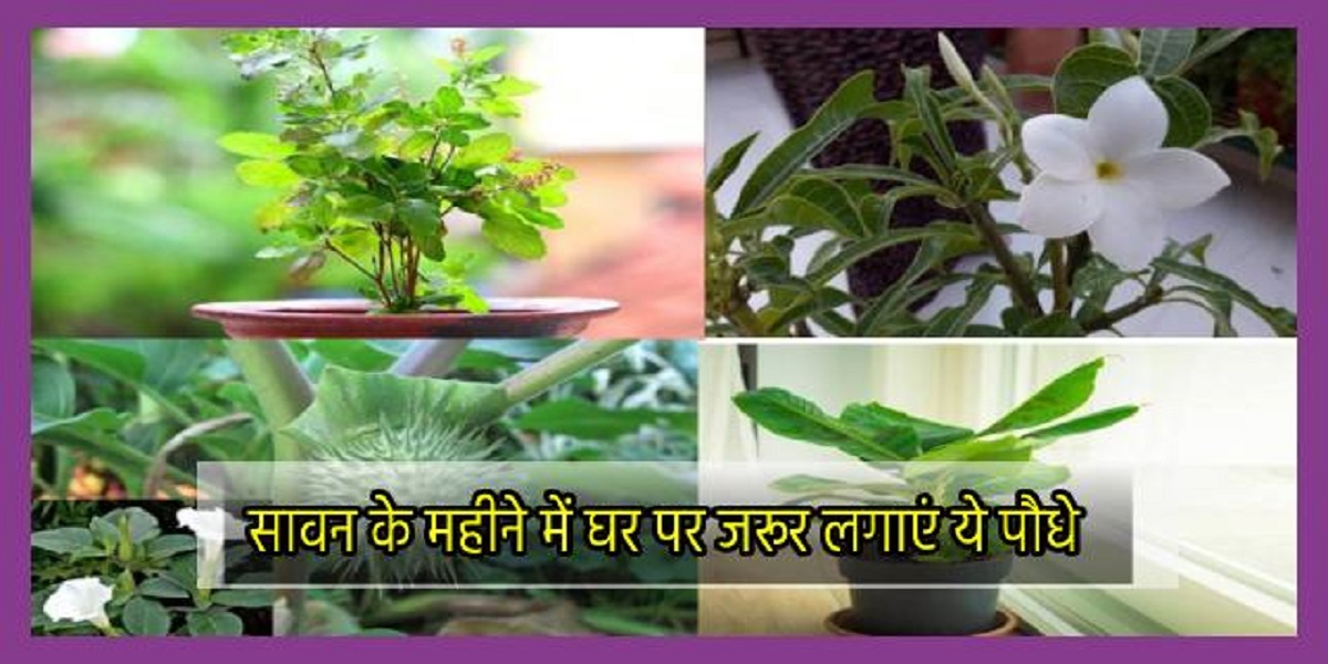 Sawan Vastu Tips: सावन के महीने में घर में जरूर लगाएं ये 4 पौधे, हमेशा बनी रहेगी मां लक्ष्मी की कृपा