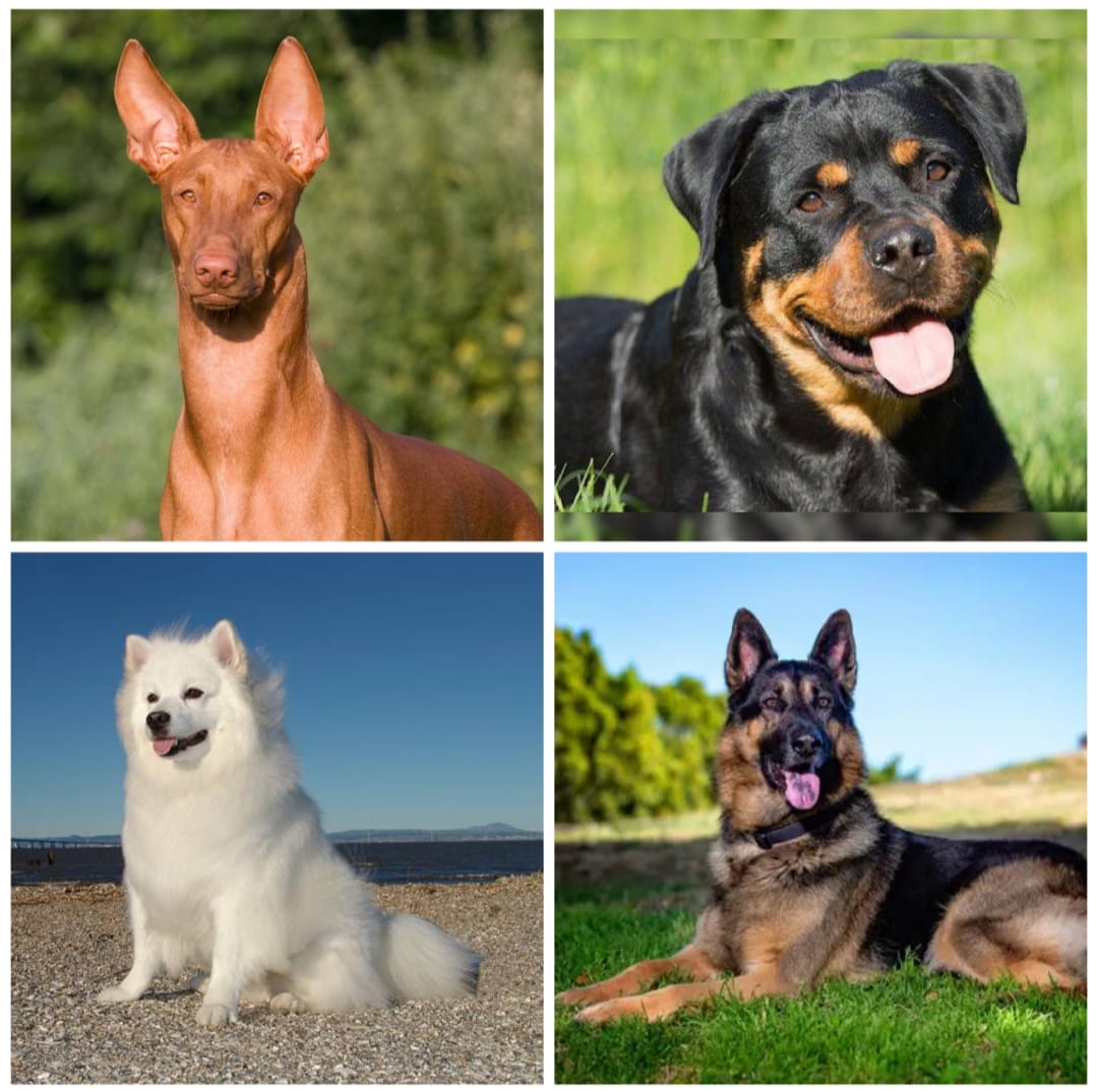 expensive dog breeds