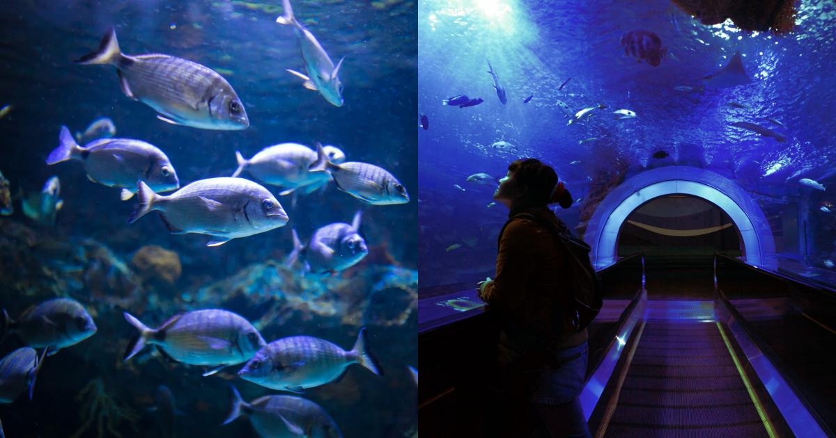 mp tourism, Fish Tunnel Aquarium