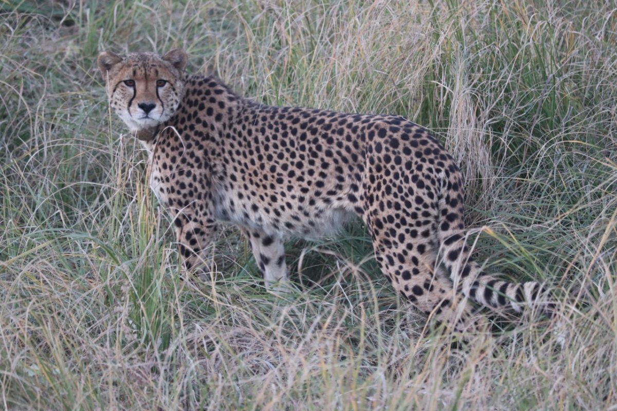 Kuno Cheetah Death : कूनो नेशनल पार्क में एक और चीता की मौत, अब तक 9 ने दम तोड़ा
