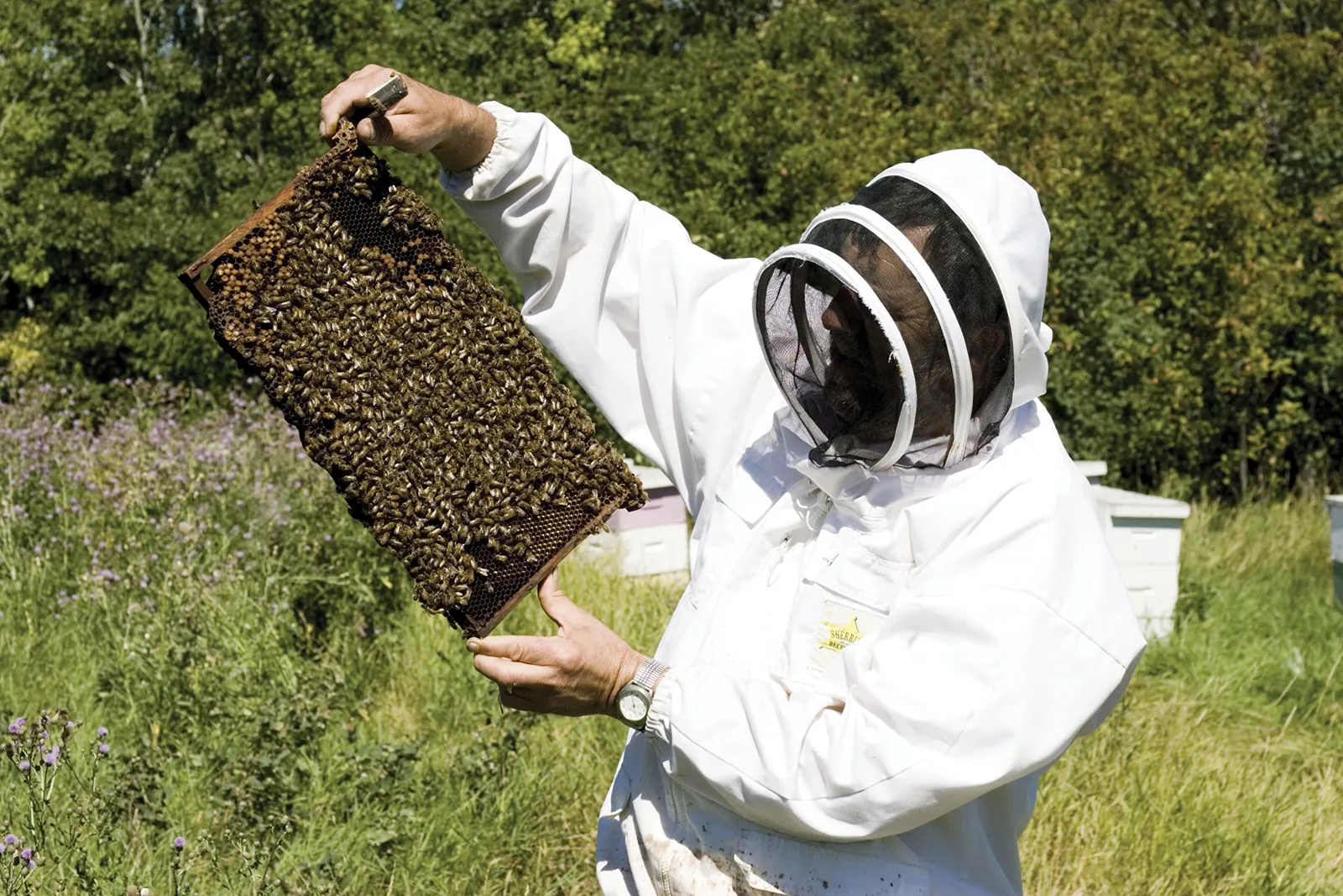 Business Idea: मधुमक्खी पालन से कमा सकते हैं लाखों रुपये सालाना, कम लागत में पाएं ज्यादा मुनाफा