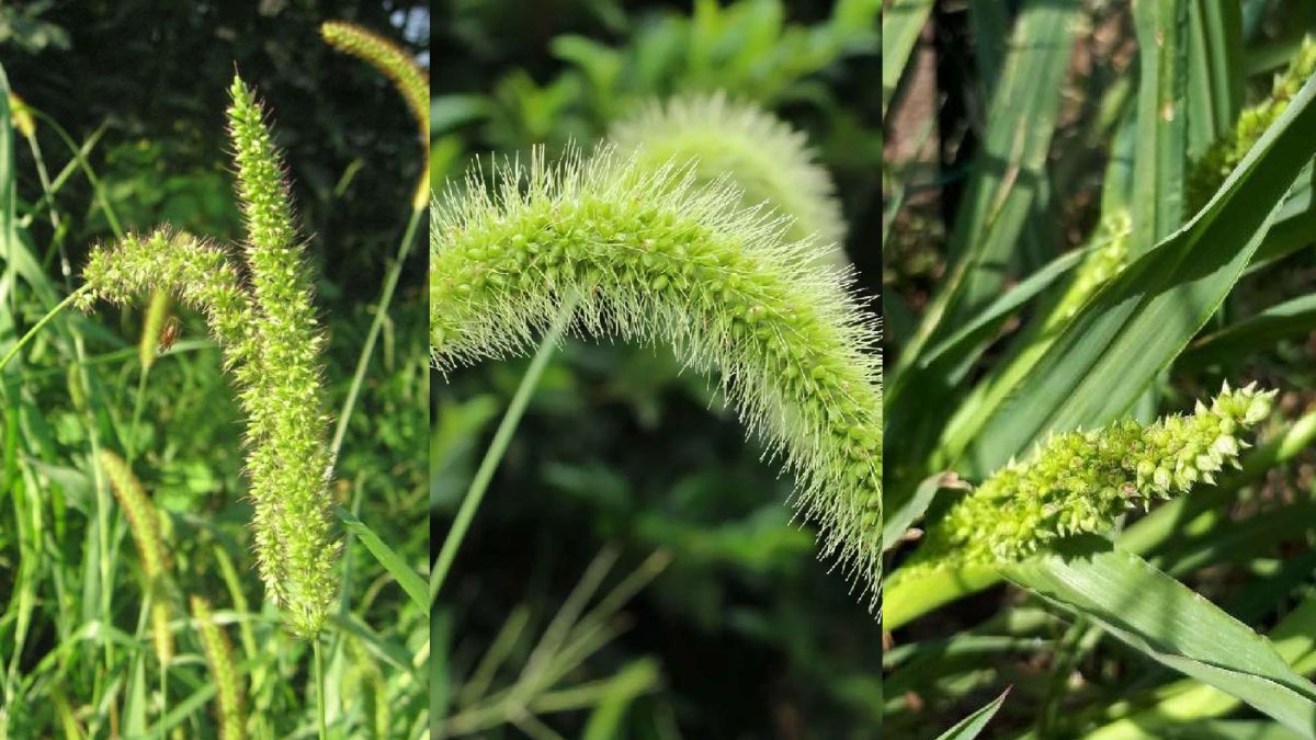 Gidar Punch Plant, Health Tips