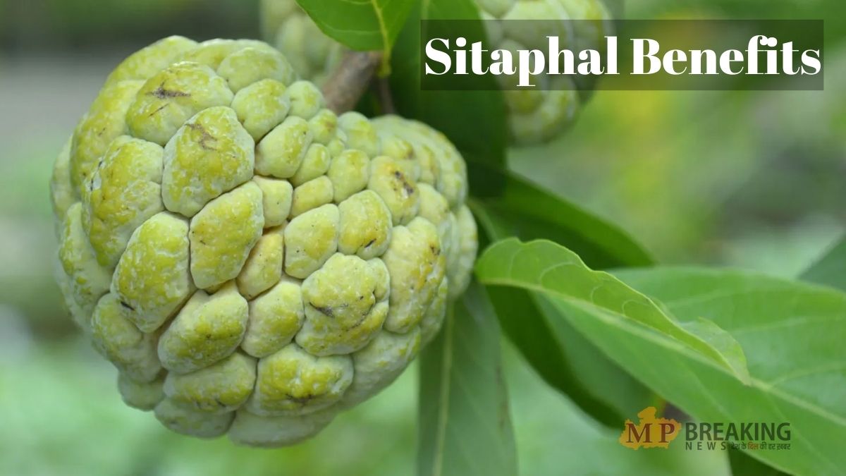 Sitaphal Benefits, Custard Apple