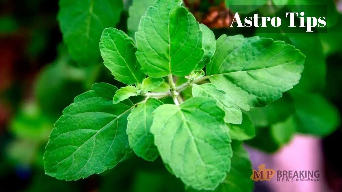 Astro Tips, tulsi