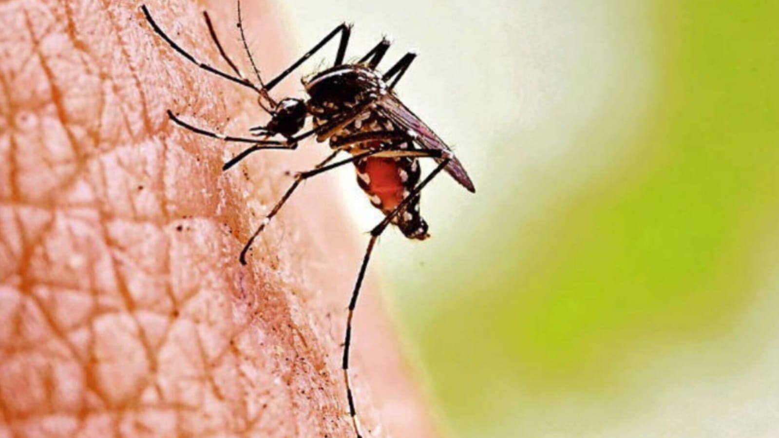 dengue fever, health update