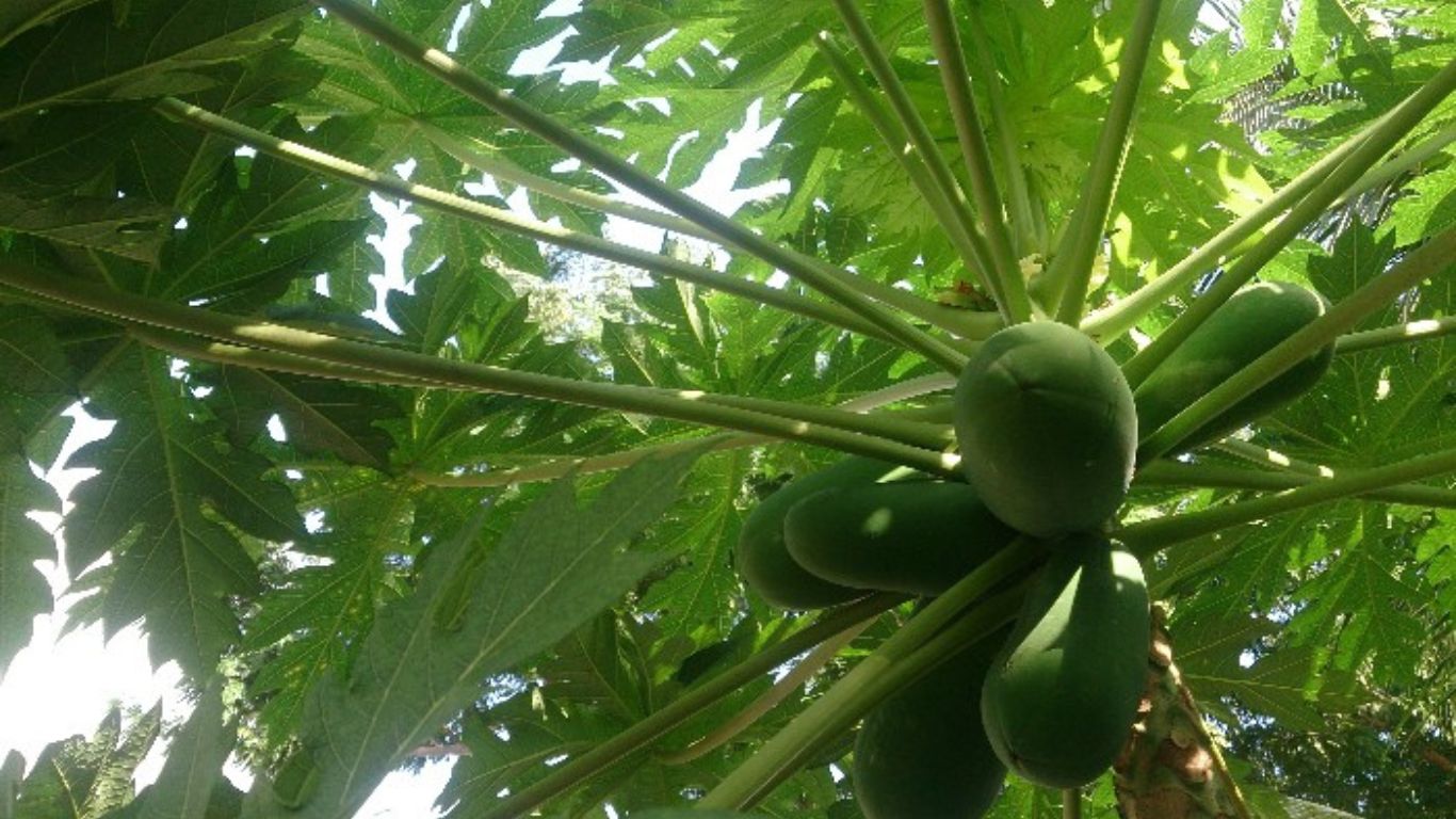 papaya benefits