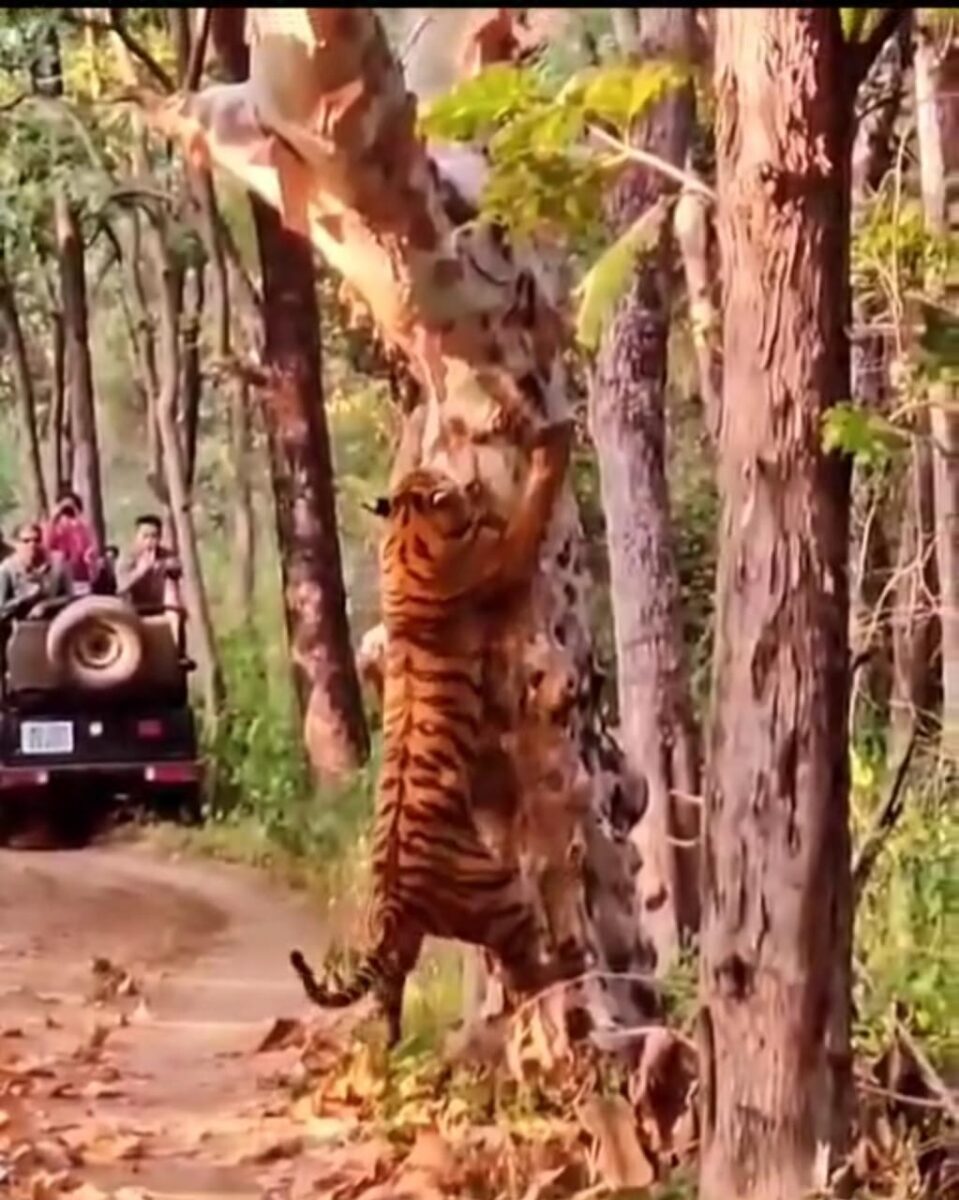 पेड़ पर अपनी टेरेटरी के चिन्ह बनाता शावक बाघ, पर्यटकों ने कैमरे में कैद की तस्वीरे