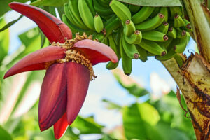 banana flower benefits 