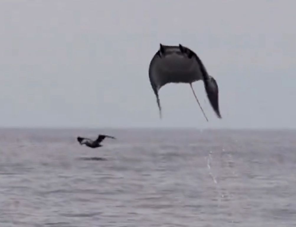 Viral Video : क्या आपने देखी है उड़ने वाली