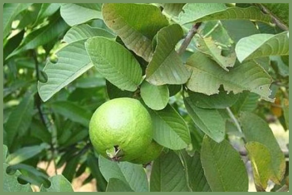 Benefits of guava leaves