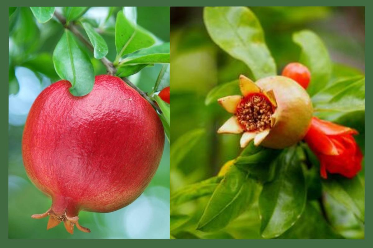 Pomegranate Leaves Benefits