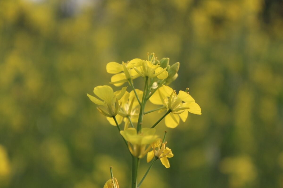 Mustard Flower Benefits