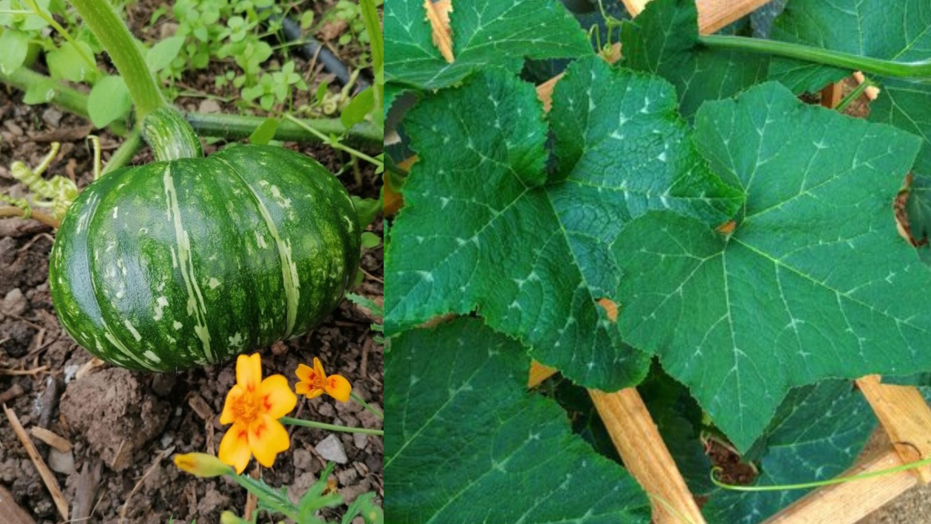 pumpkin leaves benefits