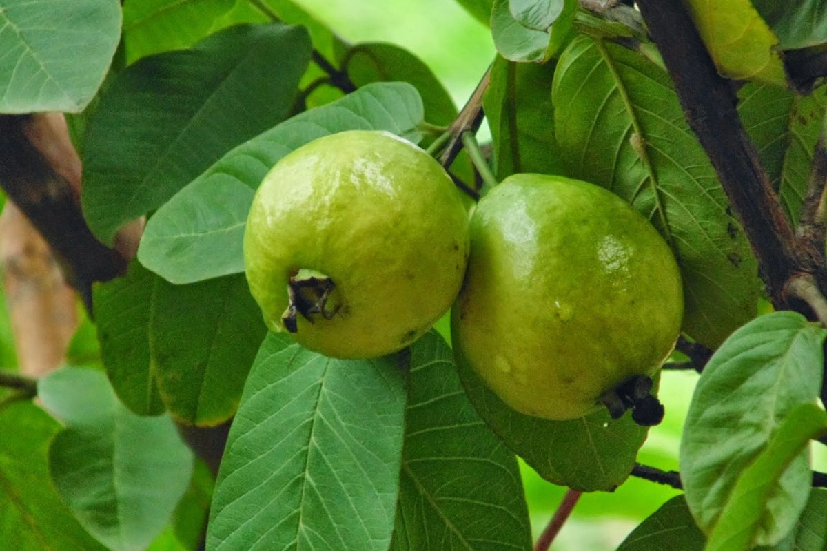 Guava Leaf