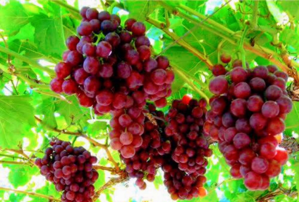 Ruby Roman grape